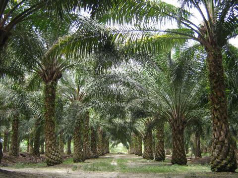 A palm oil plantation in Malaysia