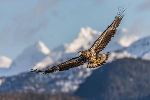 Eagle by Flickr/ Andy Morffew