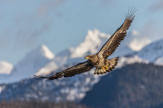 Eagle by Flickr/ Andy Morffew
