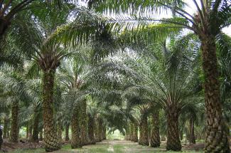 Malaysia palm plantation