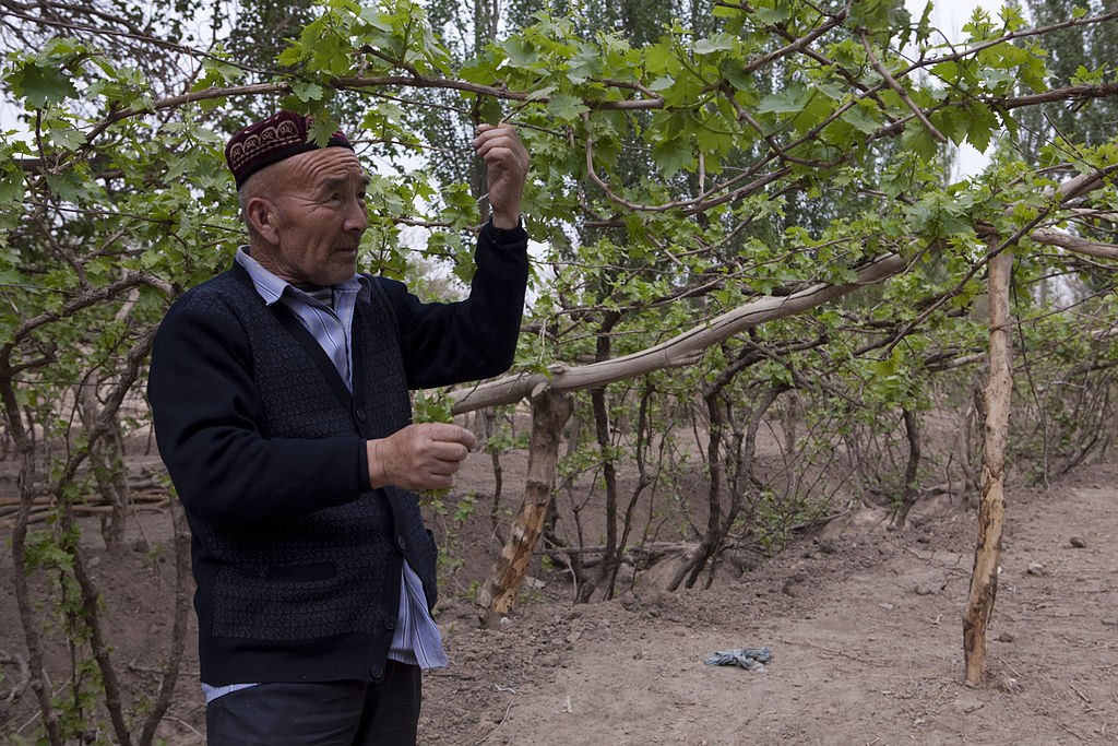 China Xinjiang Wine Vineyard Wiki