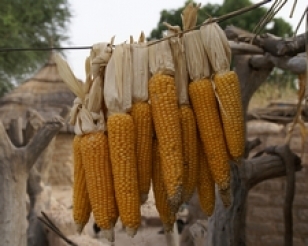 Corn by CIDSE