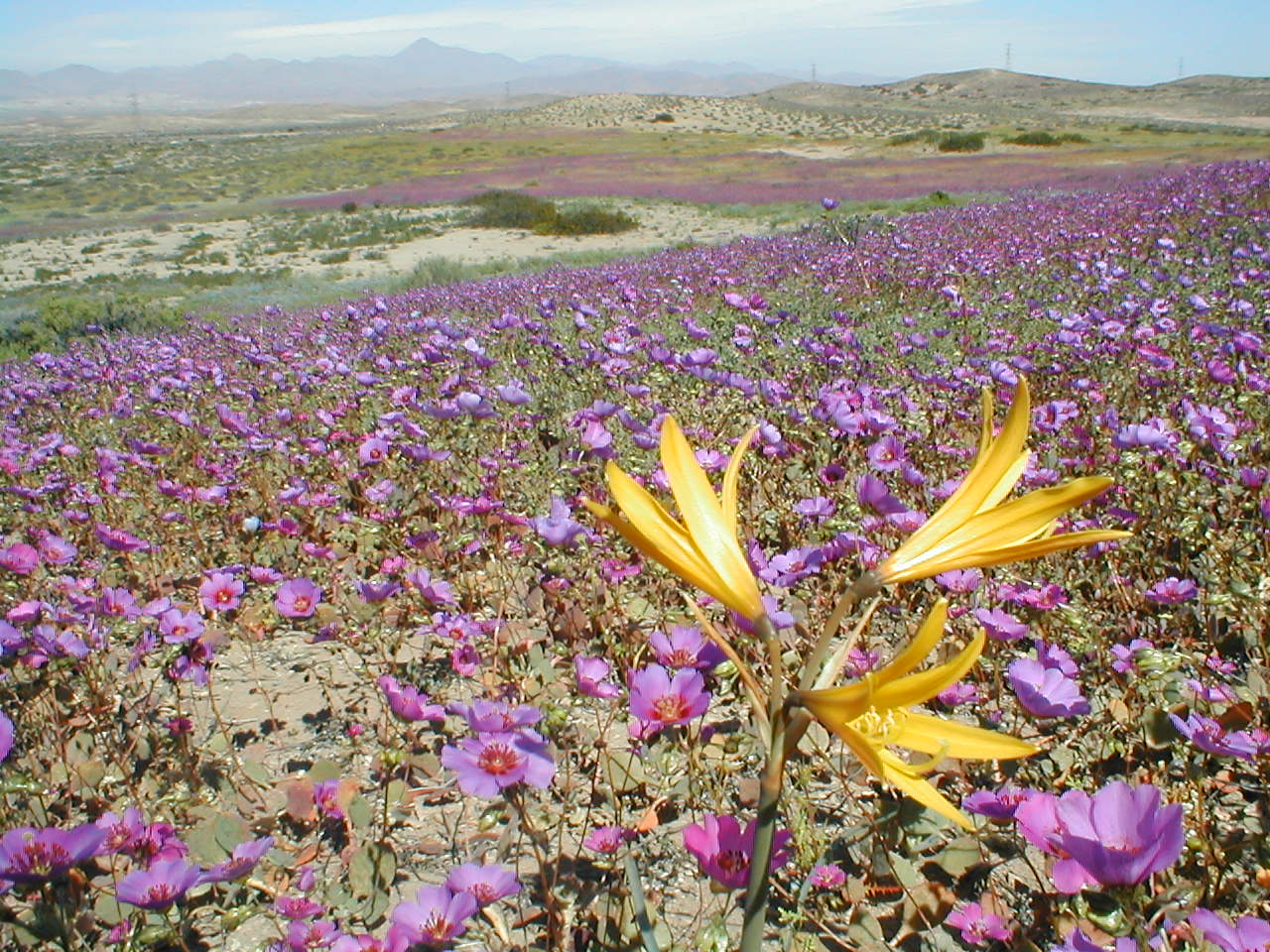 Desierto_florido