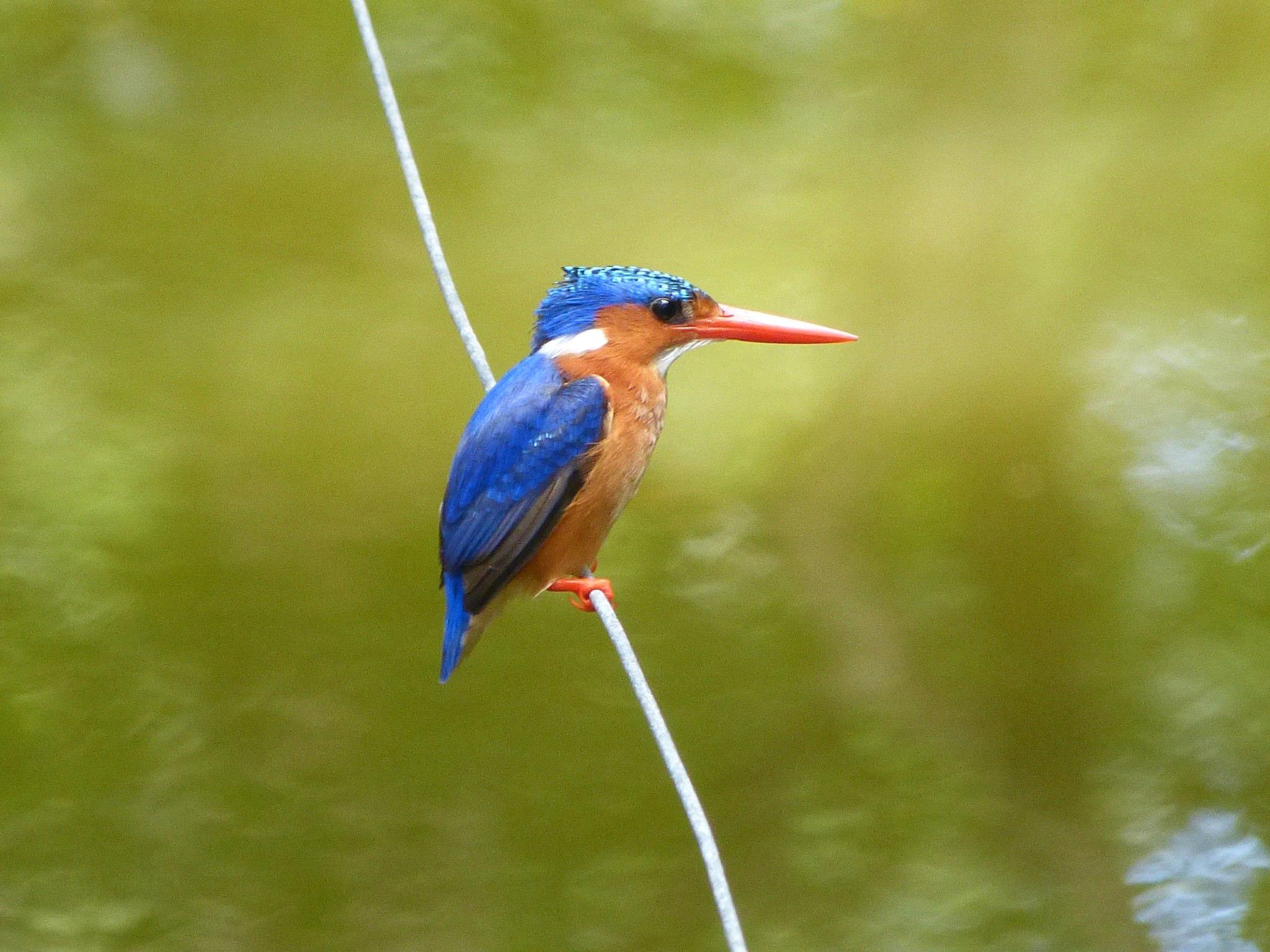 Kingfisher_Klueg