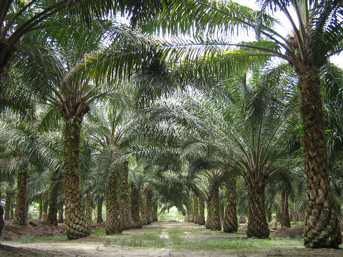 Malaysia palm plantation