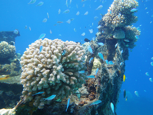 Marshall_Islands_coral