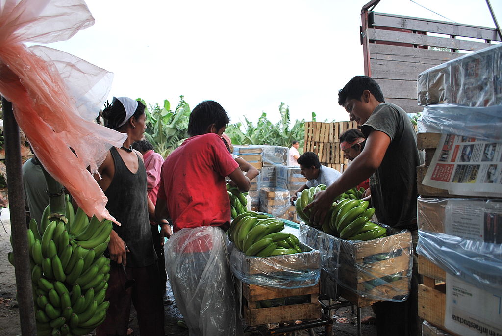 Packingbananas25
