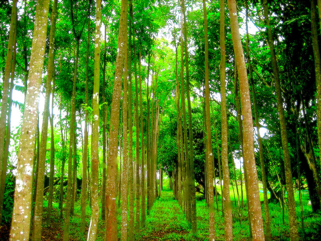 Philippines_mahogany_trees