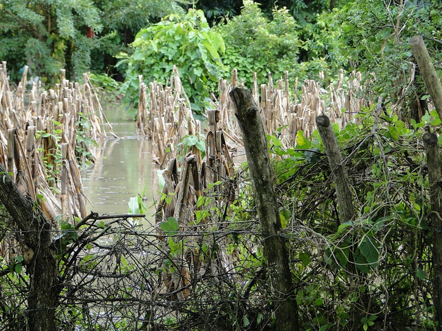 Salvadoran_cornfieldComunidadesUnidasdelBajoLempa