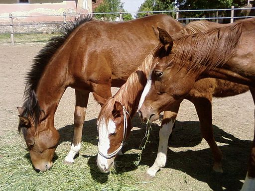 Three_horses