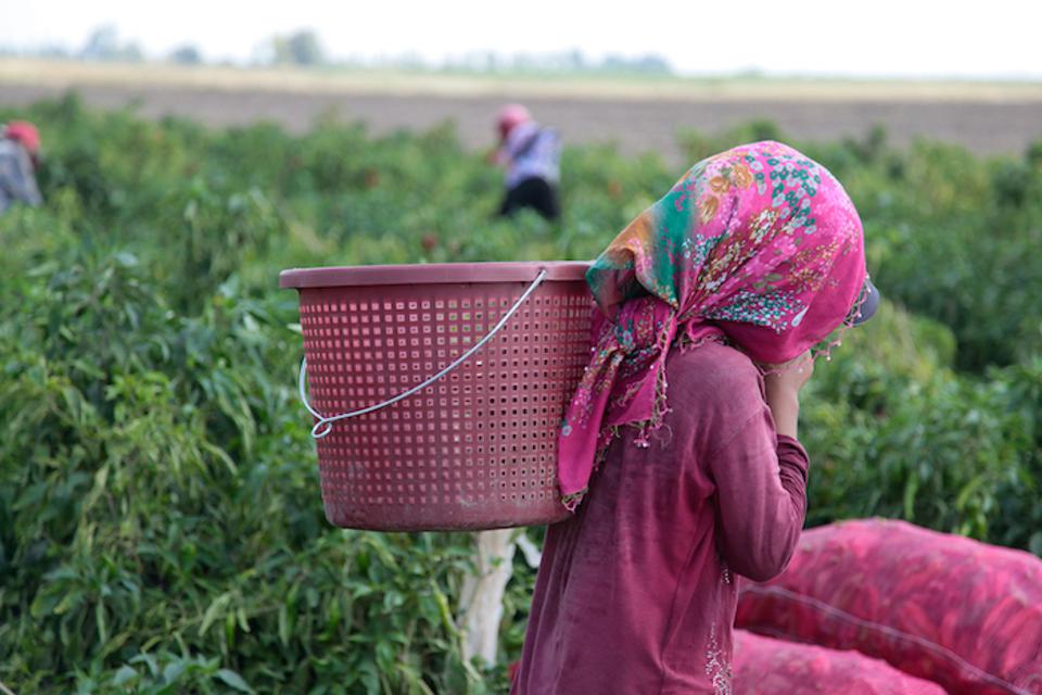 agricultural_labor_turkey_unicef