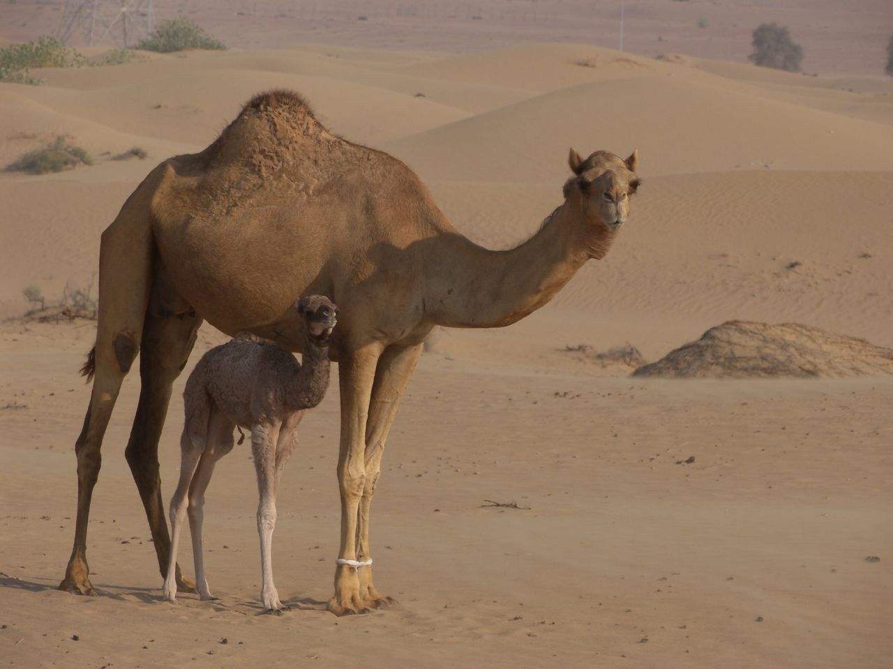 camel