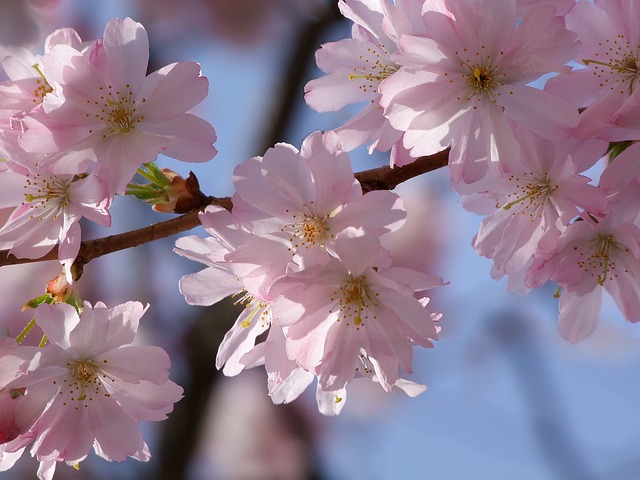 cherry-blossom-237872_640