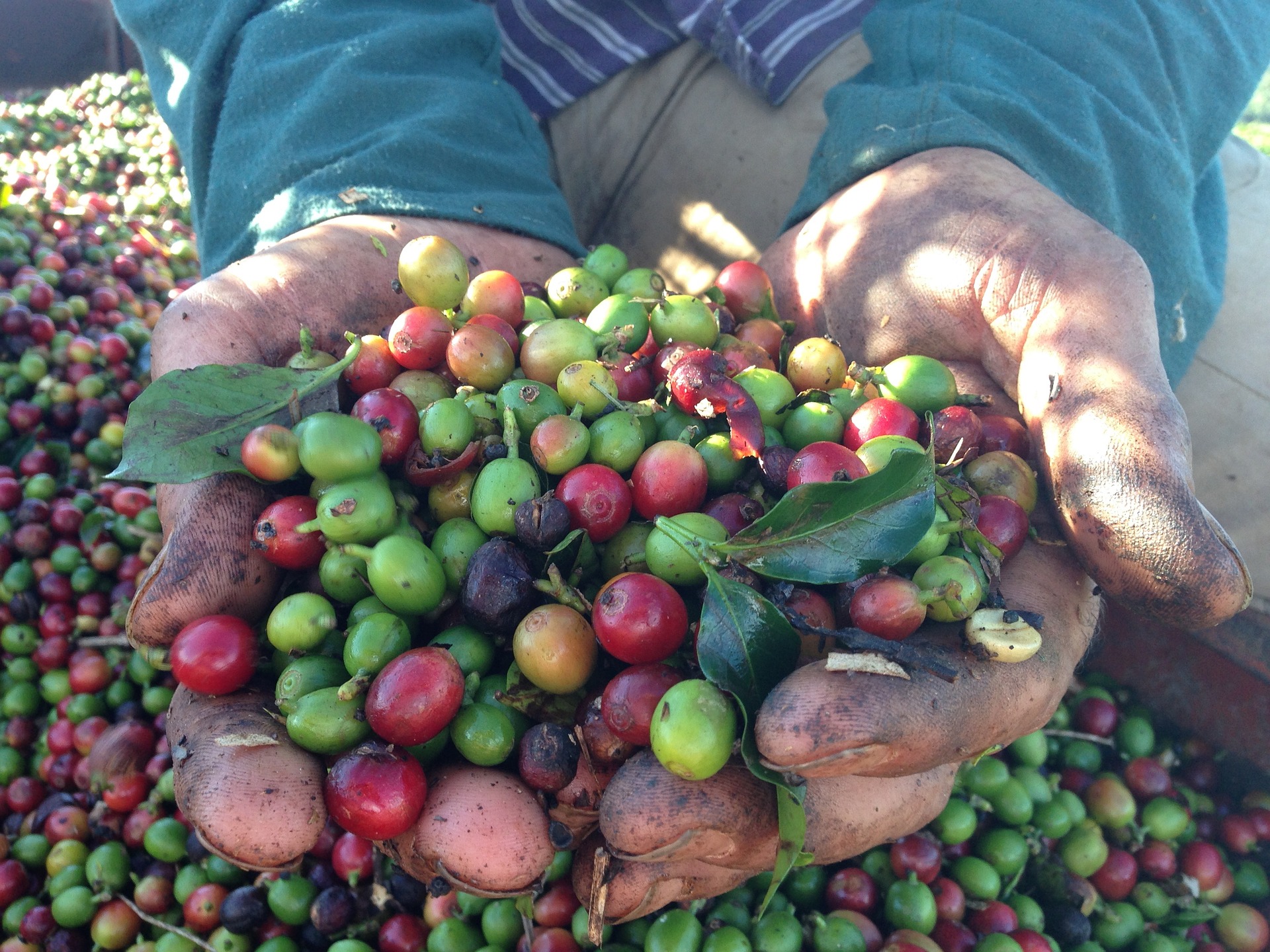 coffee-659532_1920