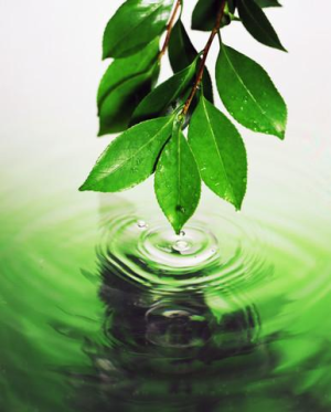 ecology