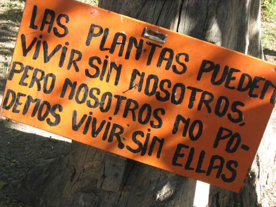 las_plantas