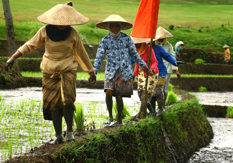 original_indonesian_farmer