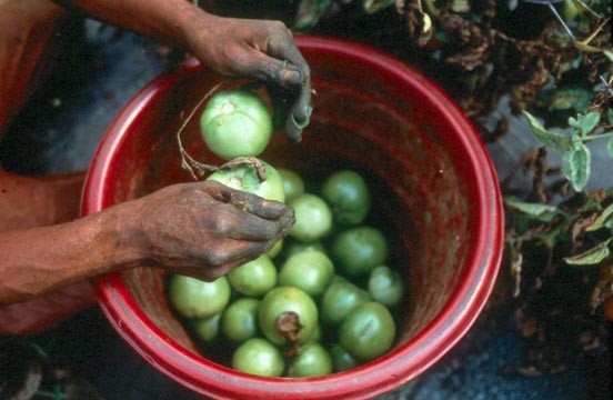 red bucket with green fruit