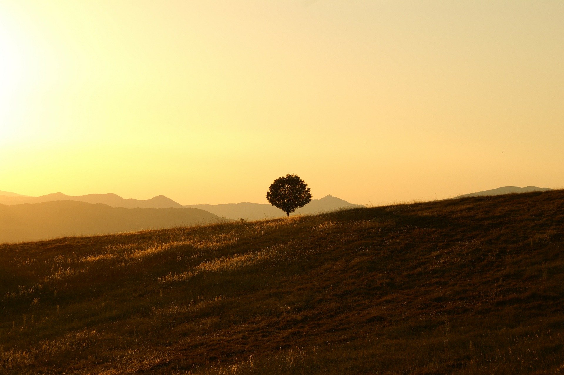 tree-189852_1920