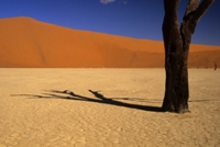 treeinnamibia