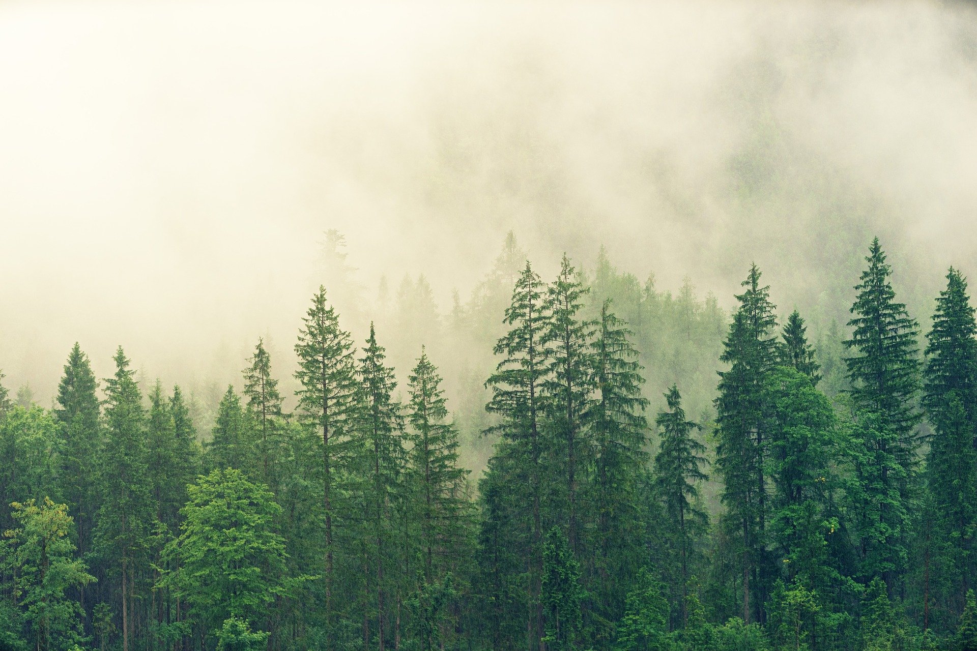 forest-g015998566_1920