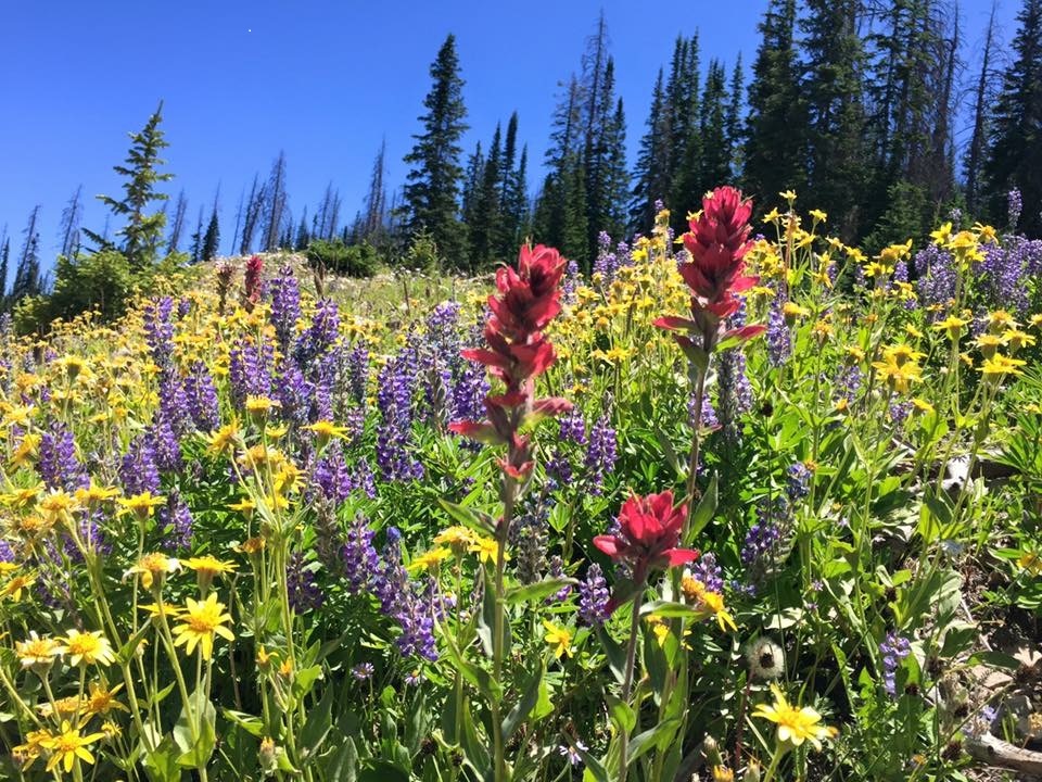 wildflowers_publicdomain