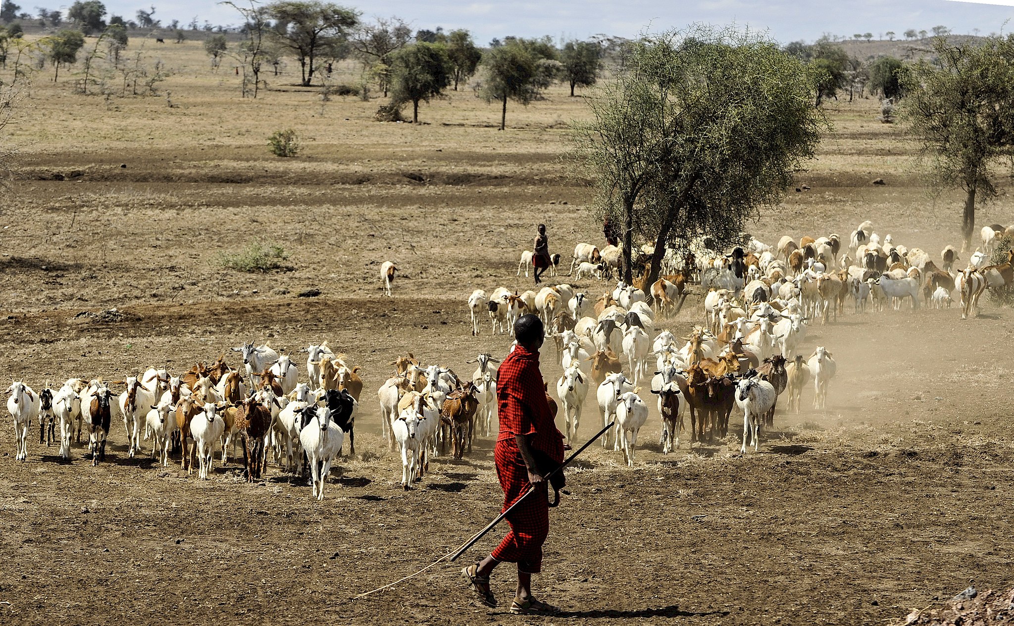 2048px-maasai_herdsman