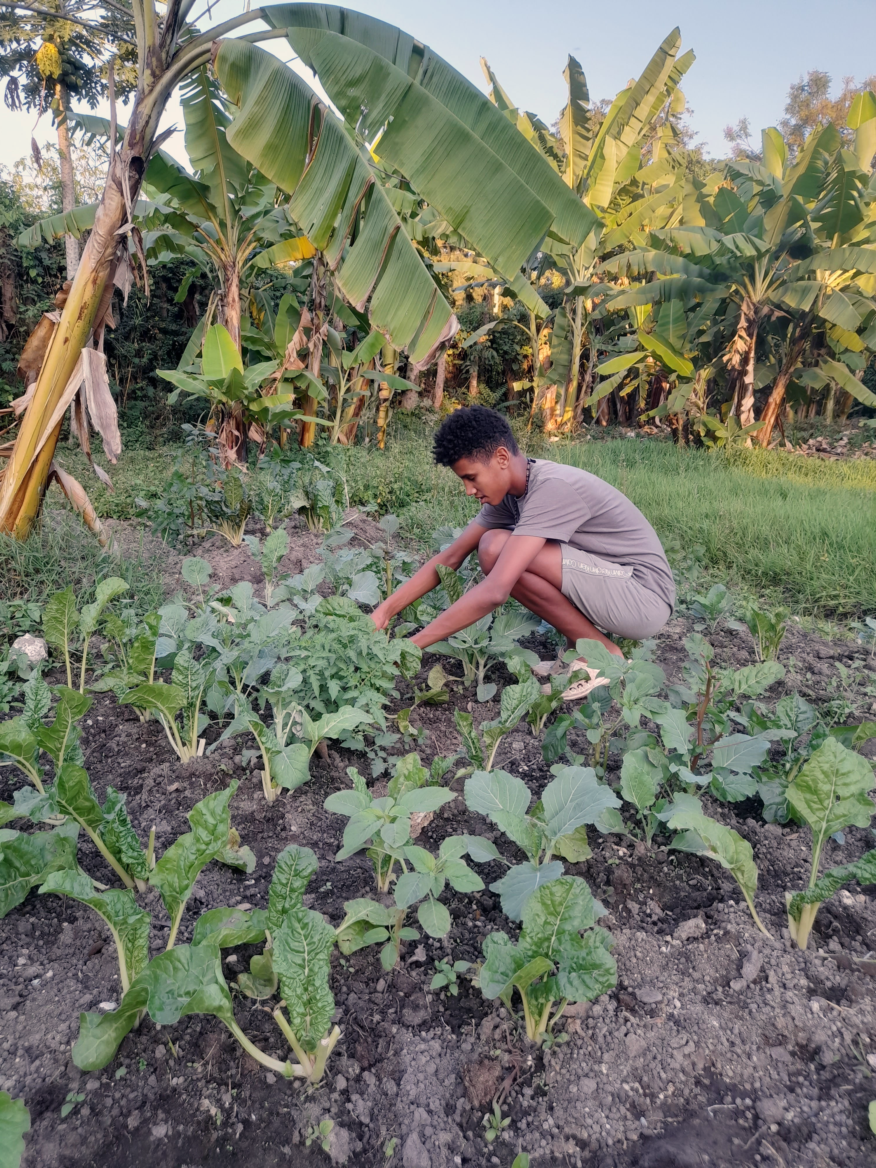 pic-7-justin_picking_greens