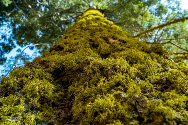 Joint Statement on the U.S. Withdrawal from the UNFCCC